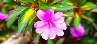 破茧成蝶进化的手机号轰炸服务